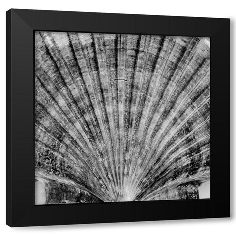 Crystal Cove - 40 Black Modern Wood Framed Art Print with Double Matting by Blaustein, Alan