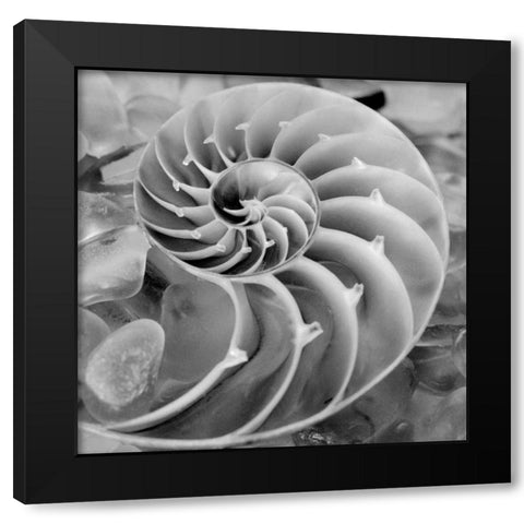 Crystal Cove - 44 Black Modern Wood Framed Art Print by Blaustein, Alan