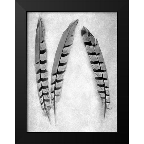 Feather B-W - 1 Black Modern Wood Framed Art Print by Blaustein, Alan