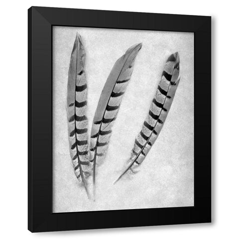 Feathers B-W - 1 Black Modern Wood Framed Art Print by Blaustein, Alan