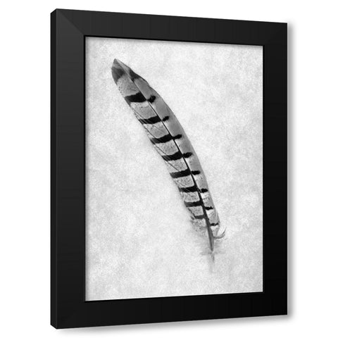 Feathers - 6 Black Modern Wood Framed Art Print with Double Matting by Blaustein, Alan
