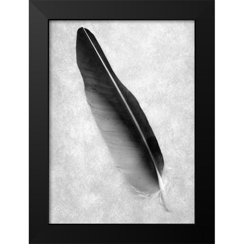 Feathers - 7 Black Modern Wood Framed Art Print by Blaustein, Alan