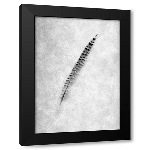 Feathers - 9 Black Modern Wood Framed Art Print by Blaustein, Alan