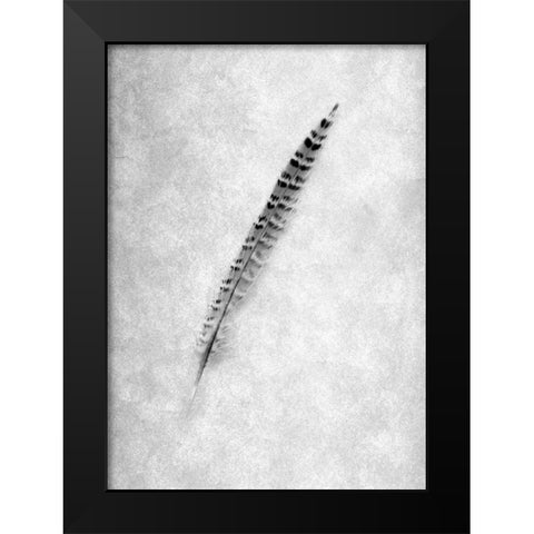 Feathers - 9 Black Modern Wood Framed Art Print by Blaustein, Alan