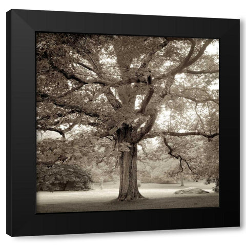 Hampton Maple - 1 Black Modern Wood Framed Art Print by Blaustein, Alan