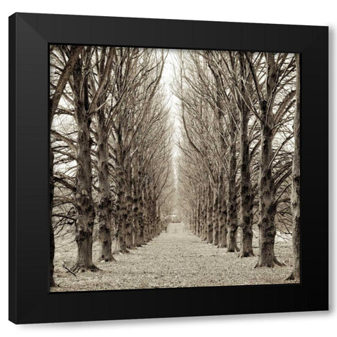 Hampton Gates Promenade - 3 Black Modern Wood Framed Art Print by Blaustein, Alan