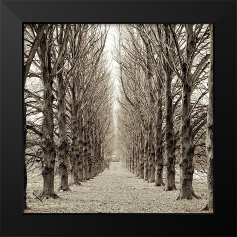 Hampton Gates Promenade - 3 Black Modern Wood Framed Art Print by Blaustein, Alan