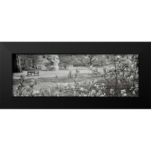 Hampton Magnolia - 1 Black Modern Wood Framed Art Print by Blaustein, Alan