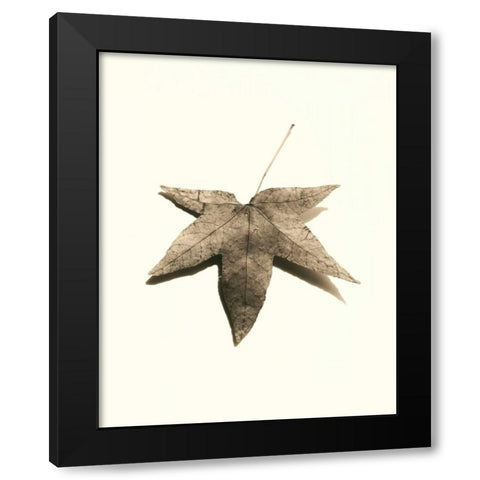 Japanese Maple Black Modern Wood Framed Art Print by Blaustein, Alan