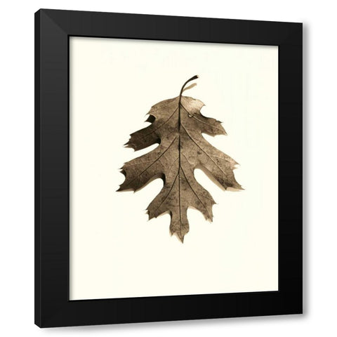 California Red Oak Black Modern Wood Framed Art Print with Double Matting by Blaustein, Alan