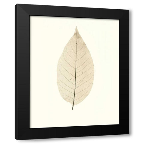Chinese Magnolia Black Modern Wood Framed Art Print by Blaustein, Alan