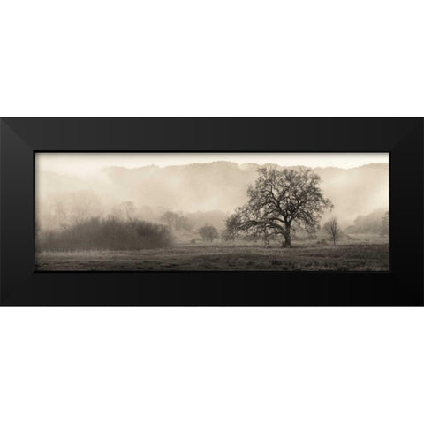 Meadow Oak Tree Black Modern Wood Framed Art Print by Blaustein, Alan