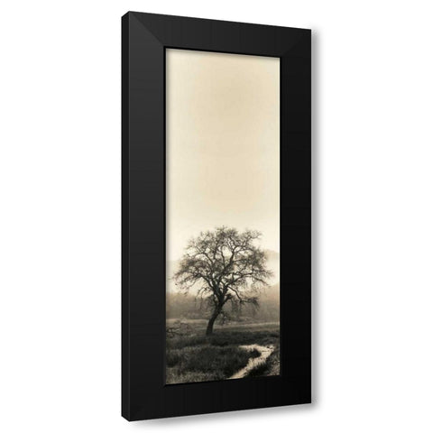 Valley Oak Tree Black Modern Wood Framed Art Print with Double Matting by Blaustein, Alan