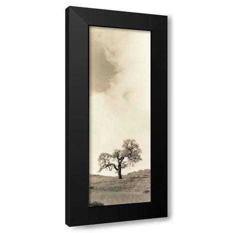 Vintage Oak Tree Black Modern Wood Framed Art Print with Double Matting by Blaustein, Alan