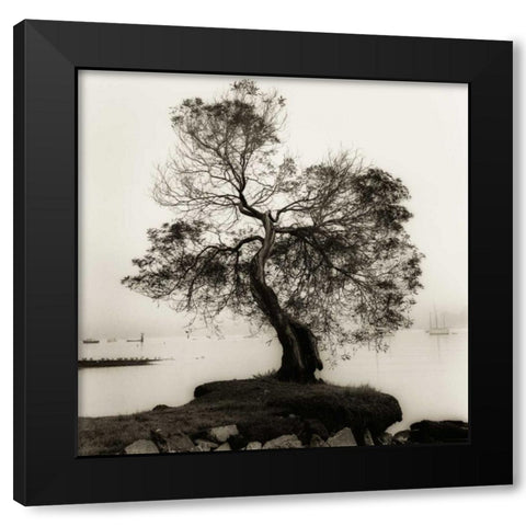 Coast Oak Tree Black Modern Wood Framed Art Print by Blaustein, Alan