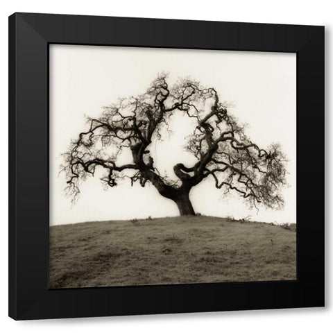 Hillside Oak Tree Black Modern Wood Framed Art Print by Blaustein, Alan