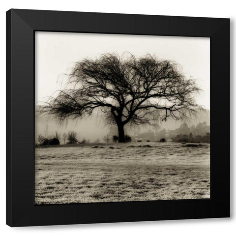 Willow Tree Black Modern Wood Framed Art Print by Blaustein, Alan
