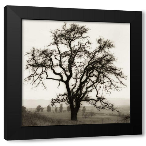 Country Oak Tree Black Modern Wood Framed Art Print with Double Matting by Blaustein, Alan