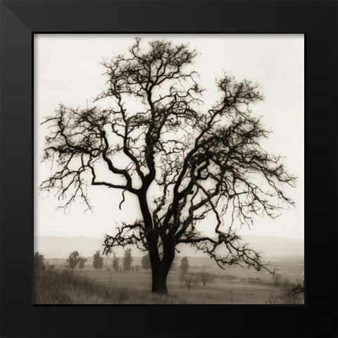 Country Oak Tree Black Modern Wood Framed Art Print by Blaustein, Alan