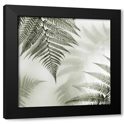 Ferns No. 1 Black Modern Wood Framed Art Print with Double Matting by Blaustein, Alan
