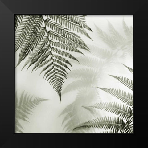 Ferns No. 1 Black Modern Wood Framed Art Print by Blaustein, Alan