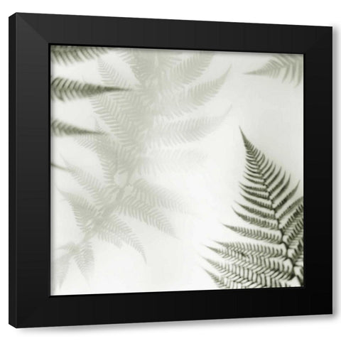 Ferns No. 2 Black Modern Wood Framed Art Print by Blaustein, Alan