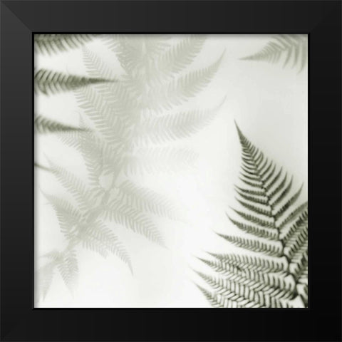 Ferns No. 2 Black Modern Wood Framed Art Print by Blaustein, Alan