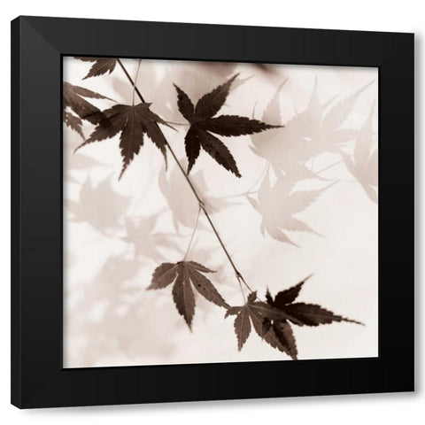 Japanese Maple Leaves No. 1 Black Modern Wood Framed Art Print by Blaustein, Alan
