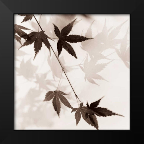 Japanese Maple Leaves No. 1 Black Modern Wood Framed Art Print by Blaustein, Alan