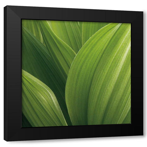 Corn Lily Black Modern Wood Framed Art Print by Bell, Jan