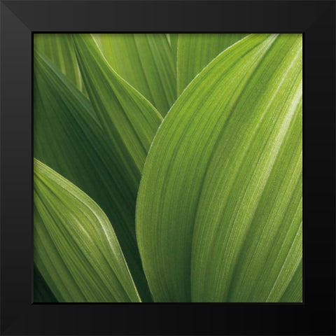 Corn Lily Black Modern Wood Framed Art Print by Bell, Jan