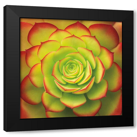 Fiery Succulent Black Modern Wood Framed Art Print with Double Matting by Bell, Jan