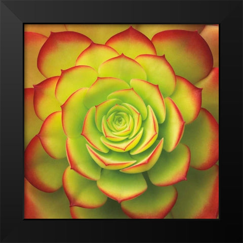Fiery Succulent Black Modern Wood Framed Art Print by Bell, Jan