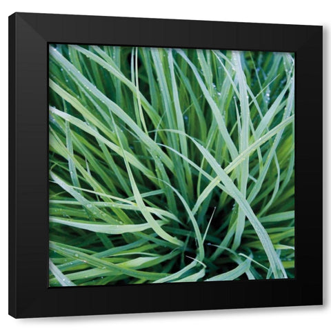 Grass with Morning Dew Black Modern Wood Framed Art Print by Bell, Jan