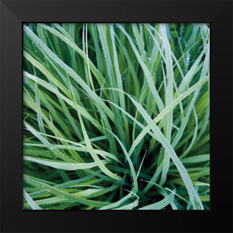 Grass with Morning Dew Black Modern Wood Framed Art Print by Bell, Jan