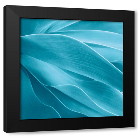 Succulent Black Modern Wood Framed Art Print by Bell, Jan