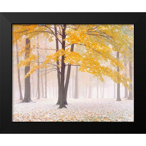 Early Autumn Snow Black Modern Wood Framed Art Print by Becia, Jim
