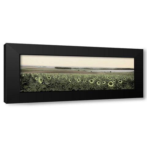 Andalusian Sun Flowers Black Modern Wood Framed Art Print by Blaustein, Alan