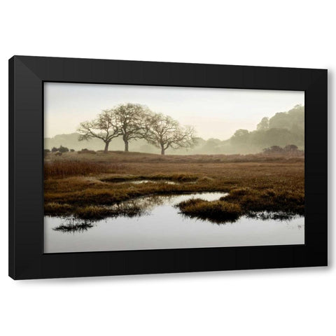 Island Oak Trees Black Modern Wood Framed Art Print with Double Matting by Blaustein, Alan