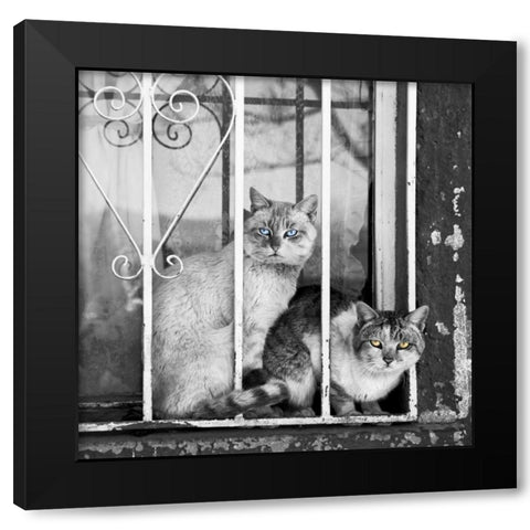 The Stare Black Modern Wood Framed Art Print with Double Matting by Bertelli, Jon