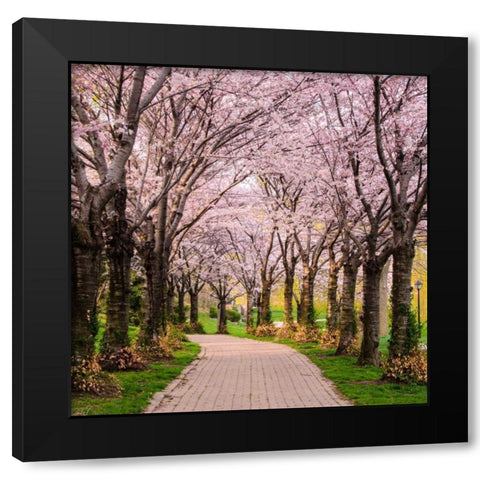 Cherry Blossom Trail Black Modern Wood Framed Art Print with Double Matting by Burdick, Chuck