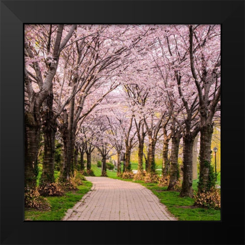Cherry Blossom Trail Black Modern Wood Framed Art Print by Burdick, Chuck