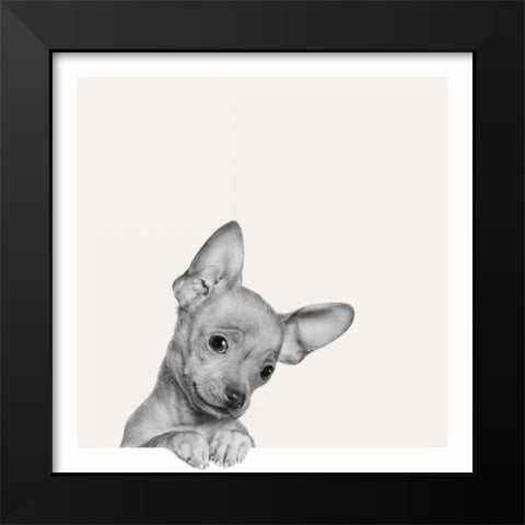 Sweet Chihuahua Black Modern Wood Framed Art Print by Bertelli, Jon