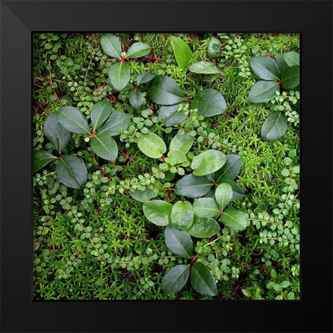 Forest Floor Detail Black Modern Wood Framed Art Print by Bell, Jan
