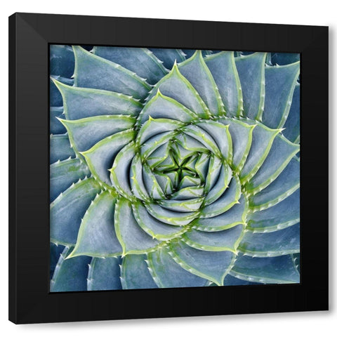 Spiral Succulent Black Modern Wood Framed Art Print by Bell, Jan