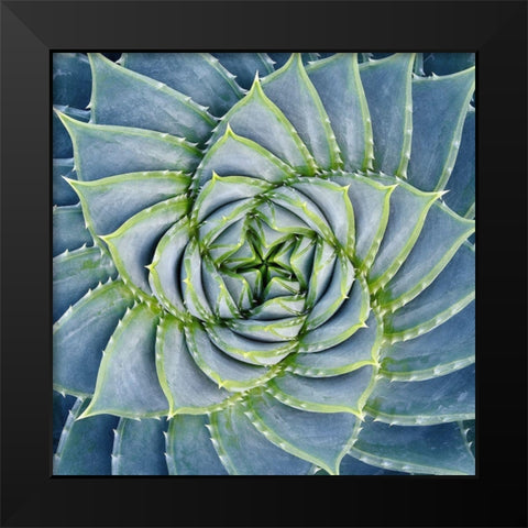 Spiral Succulent Black Modern Wood Framed Art Print by Bell, Jan