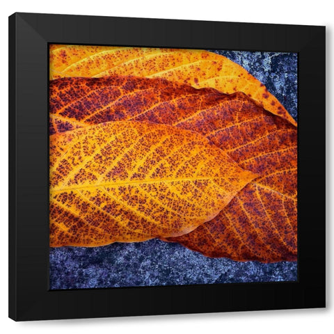 Three Leaves Black Modern Wood Framed Art Print by Bell, Jan