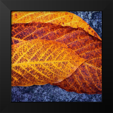 Three Leaves Black Modern Wood Framed Art Print by Bell, Jan