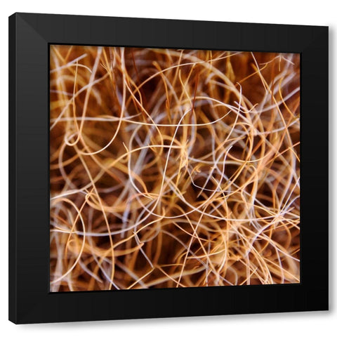 Zion Grass Black Modern Wood Framed Art Print by Bell, Jan