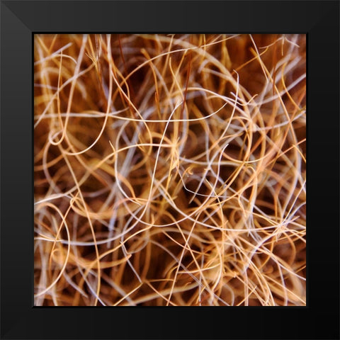 Zion Grass Black Modern Wood Framed Art Print by Bell, Jan